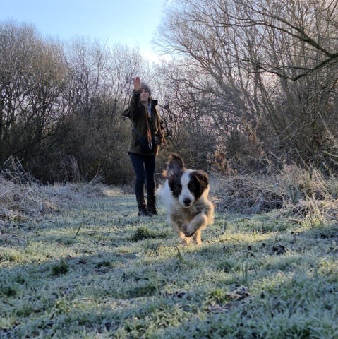 Spaniel at Anglian Dog Works being cast back onto a Place Board