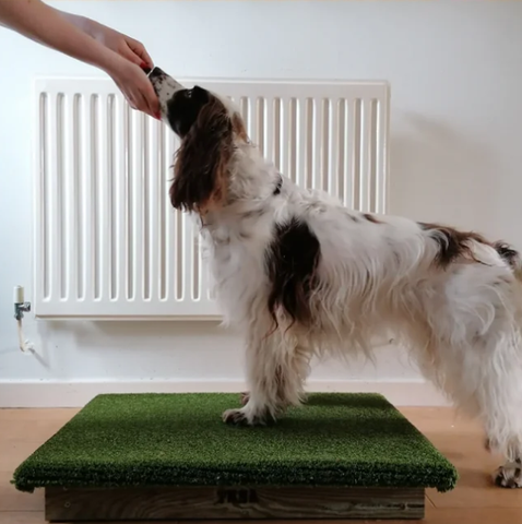 Platform used in canine conditioning 
