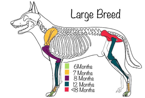 A photo showing growth plates in large breeds from Anglian Dog Works blog: "Low impact agility for puppies and older dogs". Dog Trainer near Cambridge