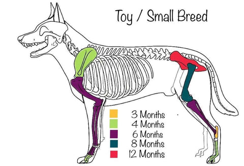 A photo showing growth plates in small breeds from Anglian Dog Works blog: "Low impact agility for puppies and older dogs". Dog Trainer near Cambridge