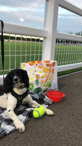 A picture of Luna a springer spaniel settled at a rugby match 