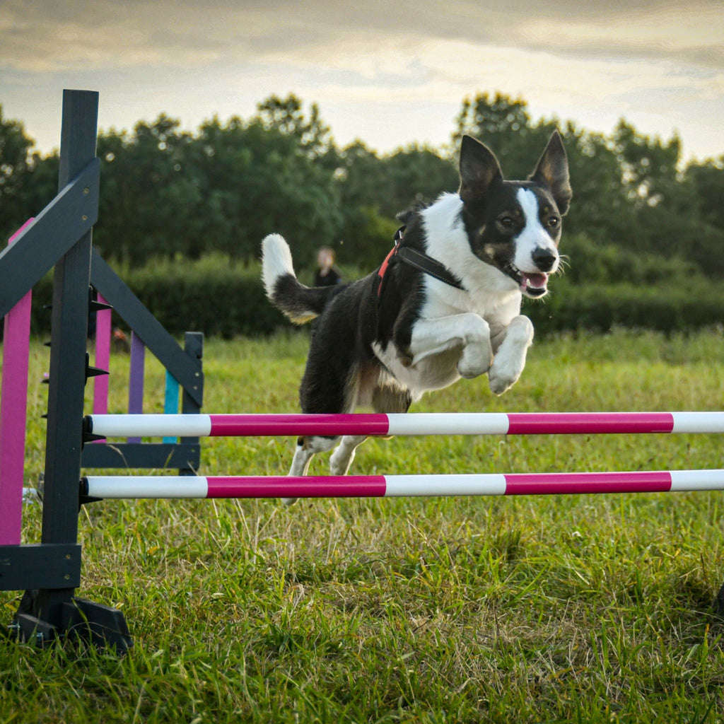 is agility training good for dogs