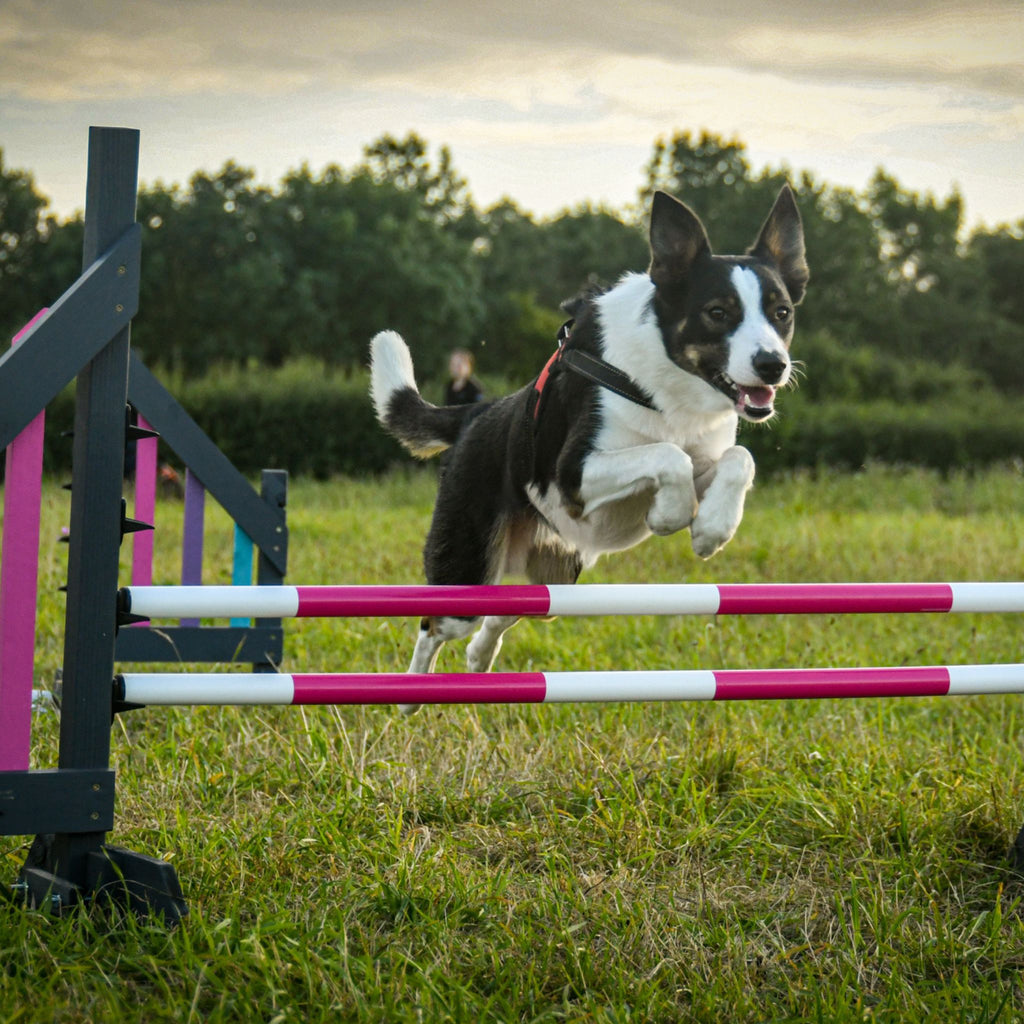 how old for a dog to do agility training