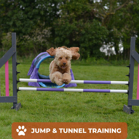 how old for a dog to do agility training