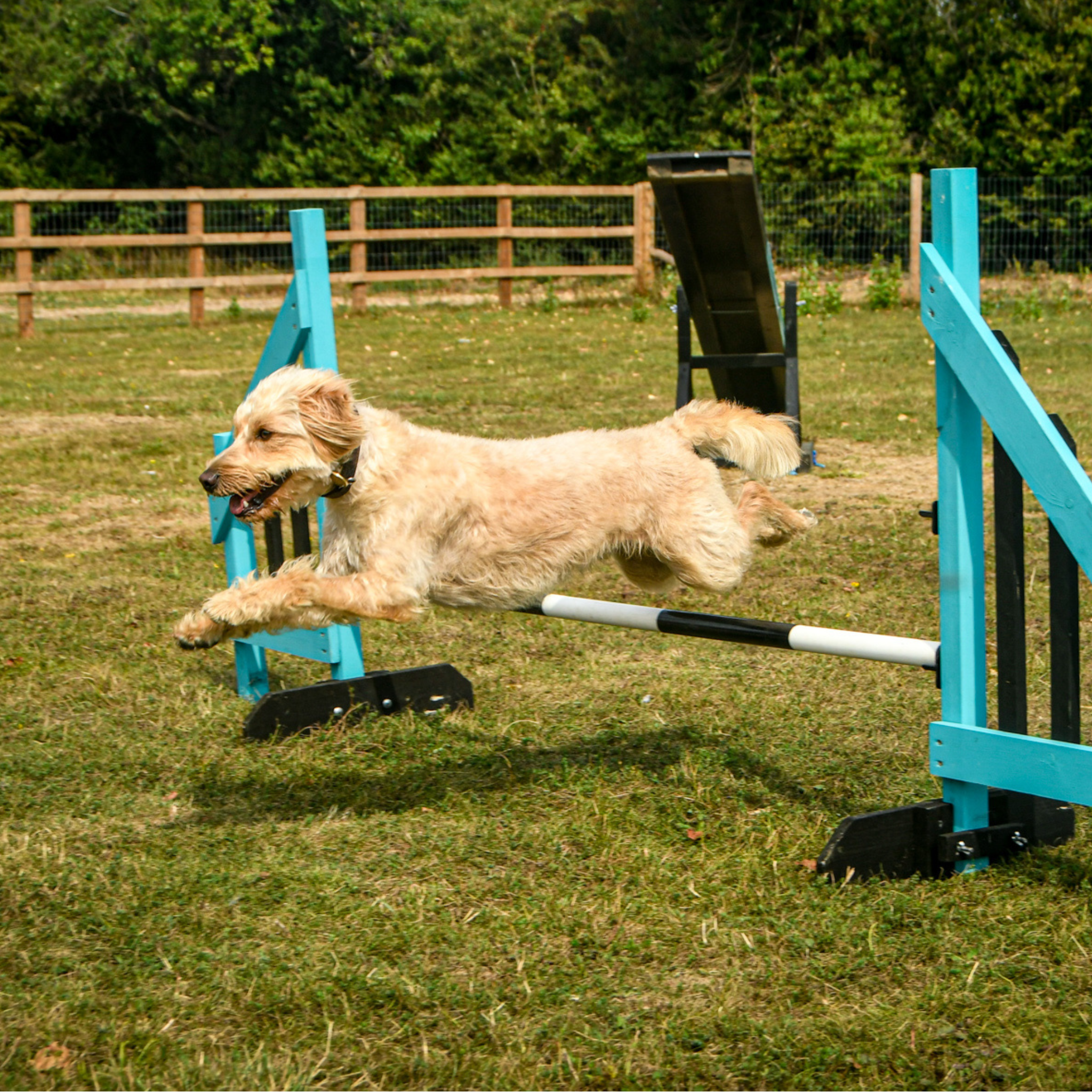 what obstacles are in a dog agility course