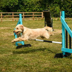 Position Box Place Board for Dog Training, Anglian Dog Works