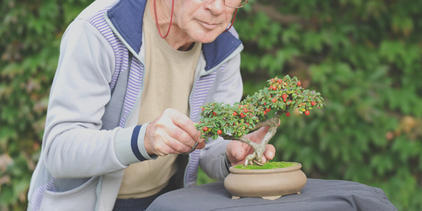 盆栽 BONSAI bonsai 魅力 プレゼント 人気 通販 販売 サイト