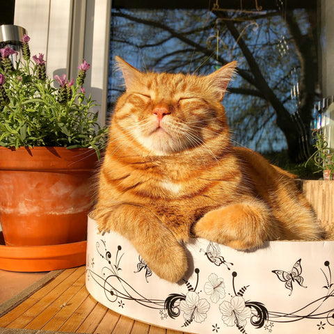 chat au soleil