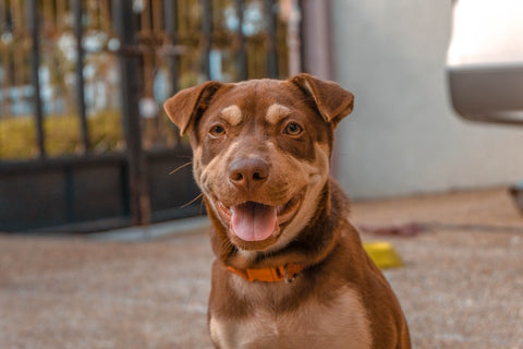 santé chien