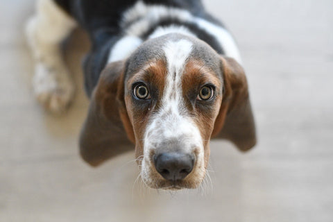 Nettoyer les yeux et les oreilles de nos animaux