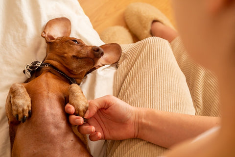 Le coussinet du chien : qu'est-ce que c'est ?