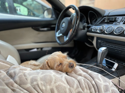 voyager avec son chien en voiture