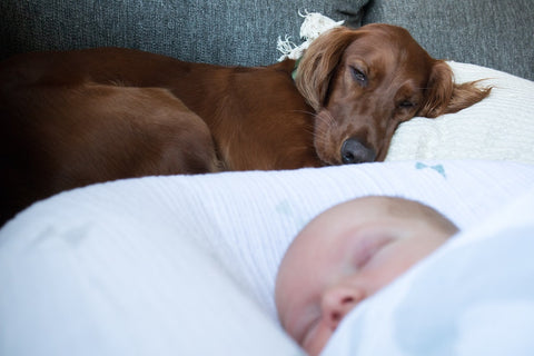 bébé et chien