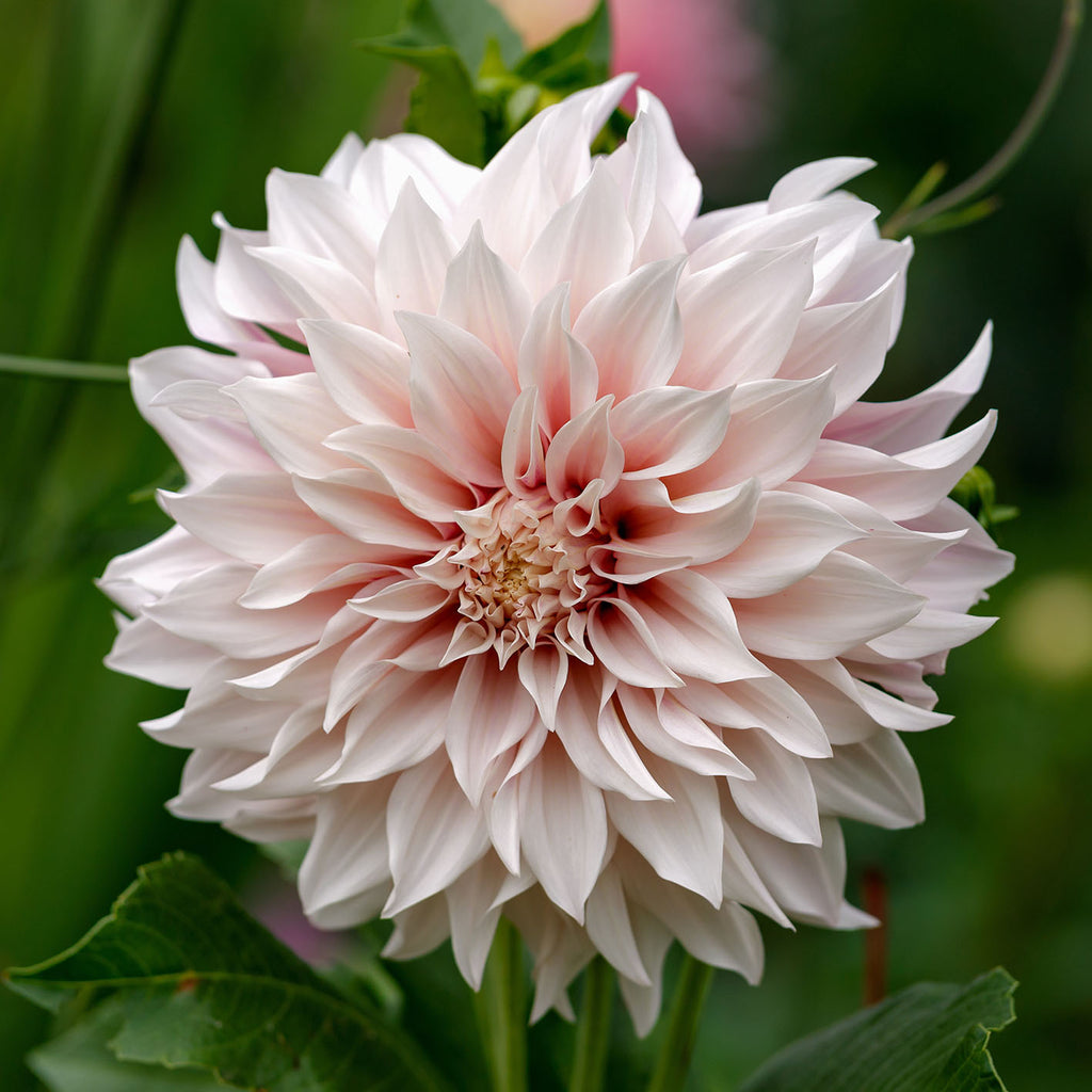 Dahlia tubers for sale – Perennis Flowers