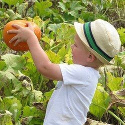 Small Boy Picking Pumpkin