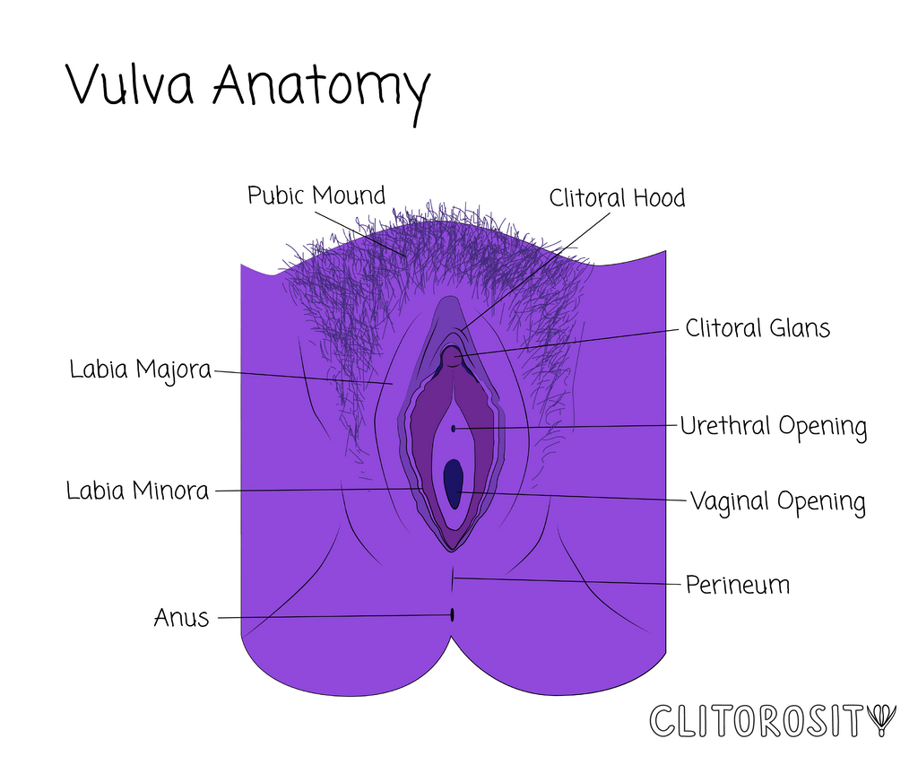 Clitorosity Vulva Anatomy