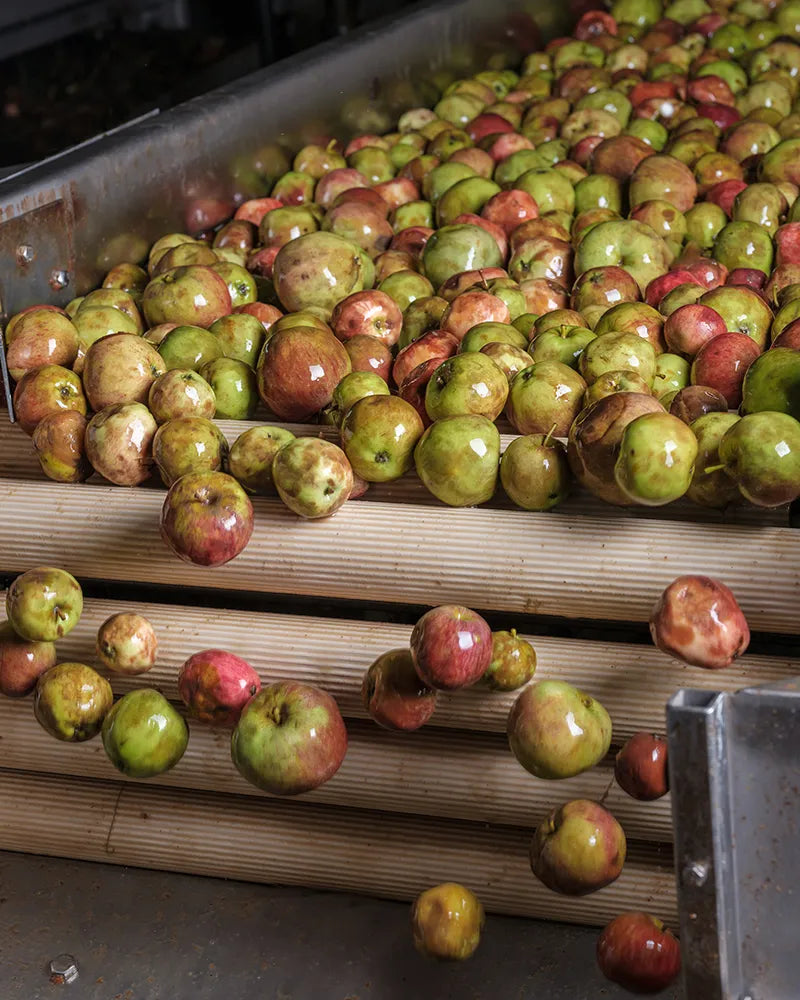 Apple Harvesting - Processing