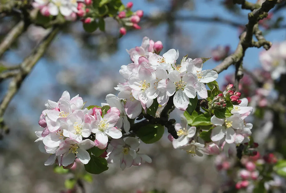 Detail of orchard flowers in blossom