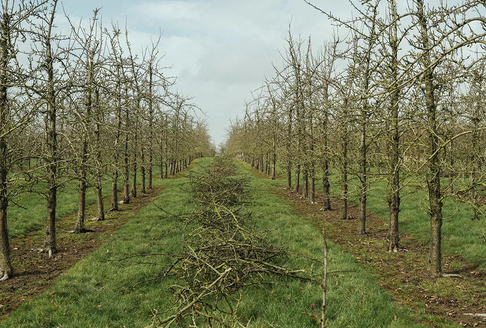 Orchard pruning, with branches still on the ground