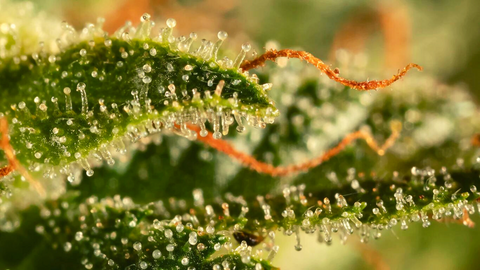 Trichomes on Cannabis