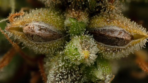 A close-up photograph of a hemp seed pod surrounded by hemp flower and trichomes.