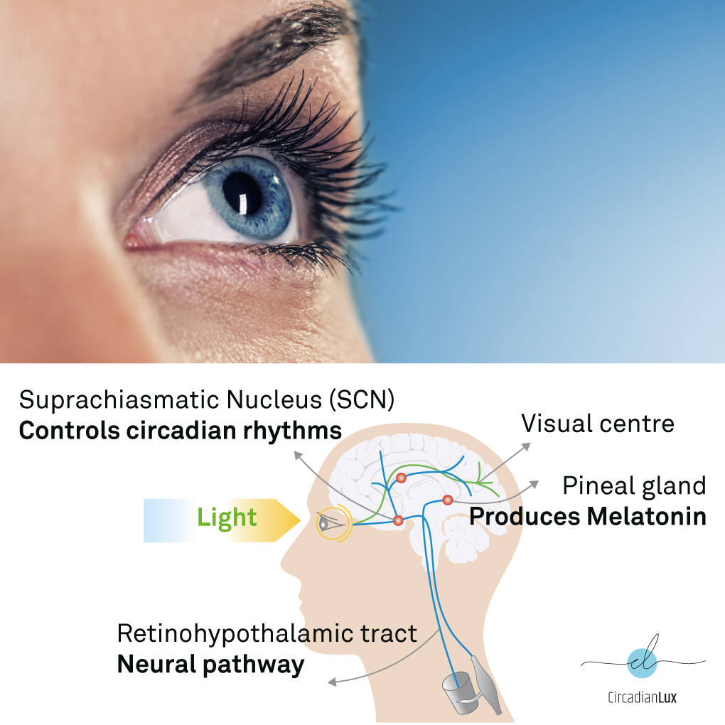 Light regulates our sleep, through the regulation of the melanopsin