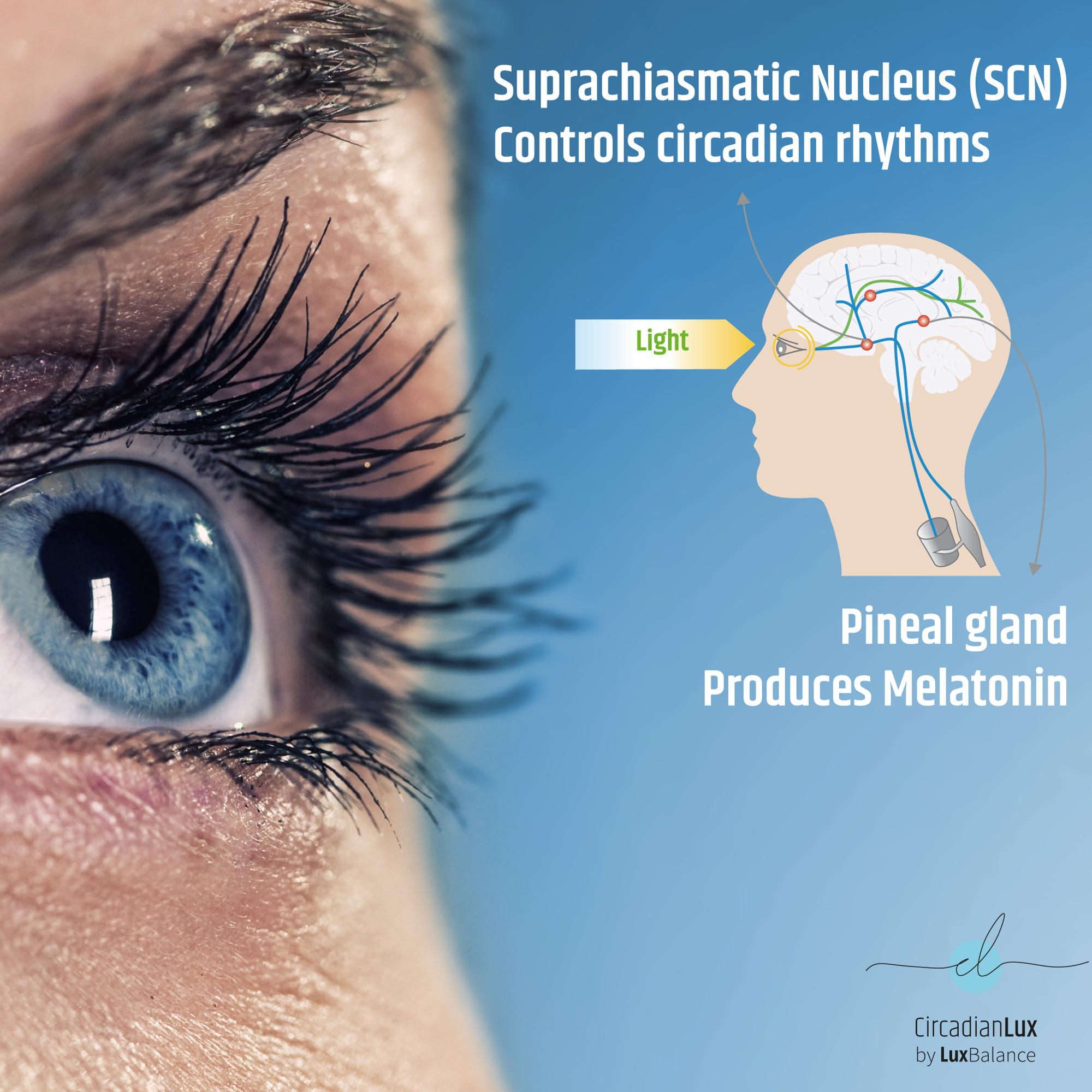 Light influences the circadian cycle as it enters the eye and signals to brain and body