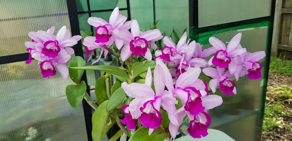 Cattleya Intermedia Orlato var 'Rio', our first orchid