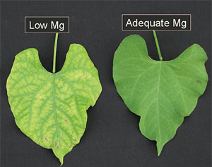 Leaf on left showing a magnesium deficiency - interveinal chlorosis