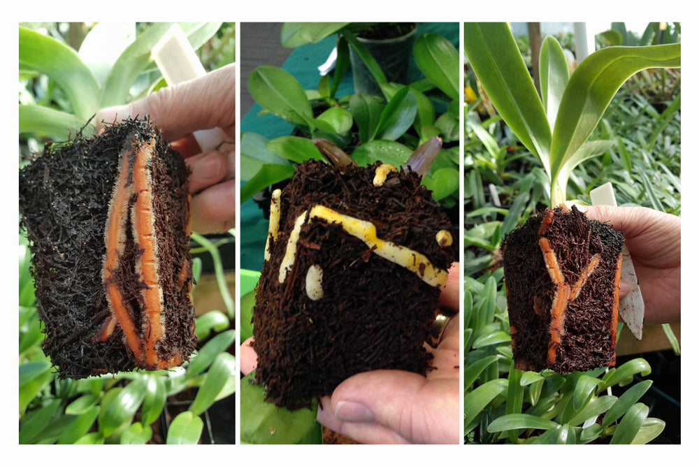 Roots of a paphiopedilum orchid growing in tree fern fibre
