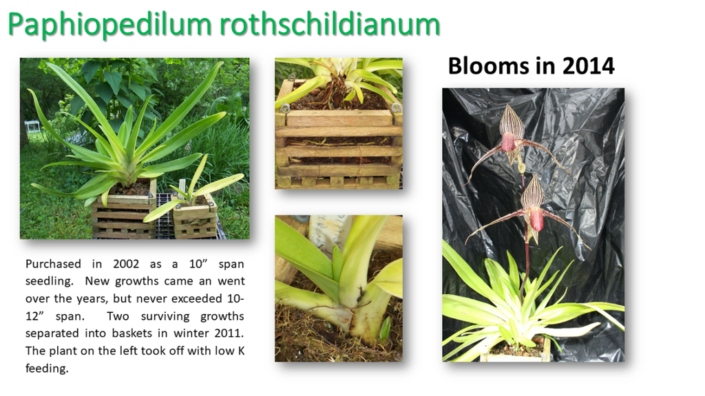 Paphiopedilum rothschildianum grow with low potassium fertiliser (K Lite)