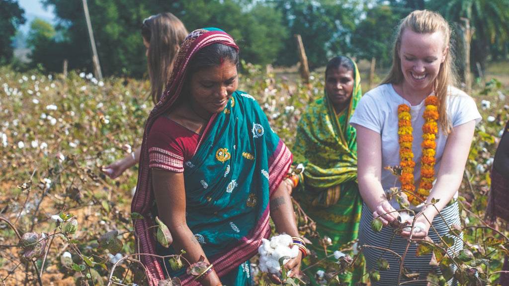 sam picking cotton on cotton farm in India