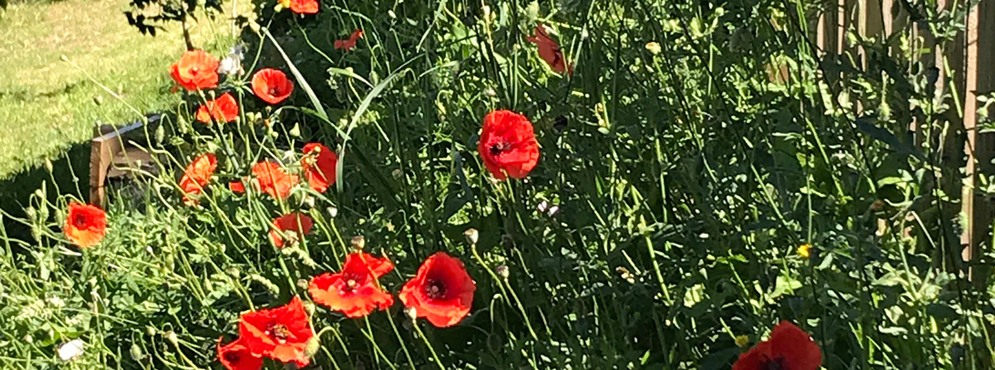 poppies garden tuscany florence