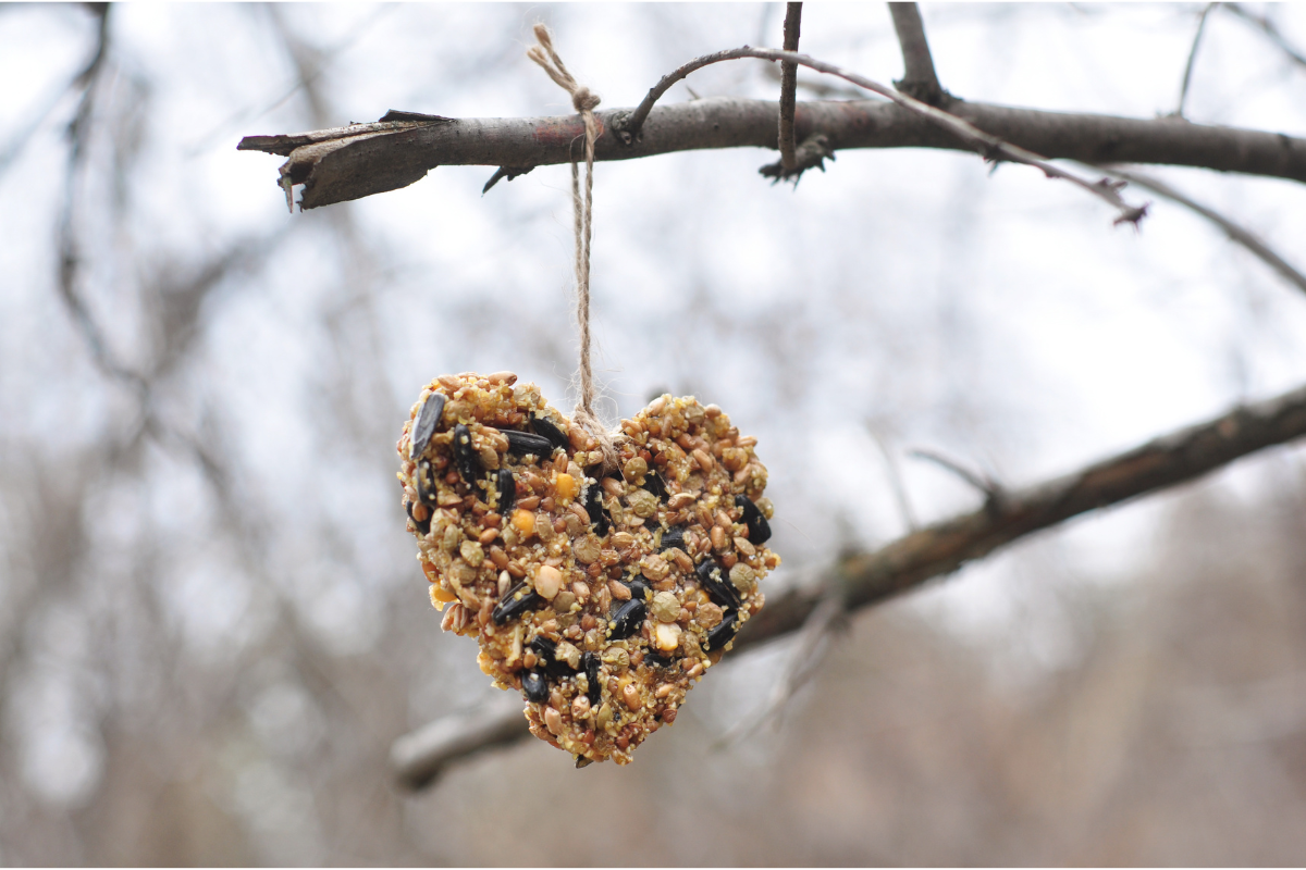 A bird seed ornament hangs on a tree.