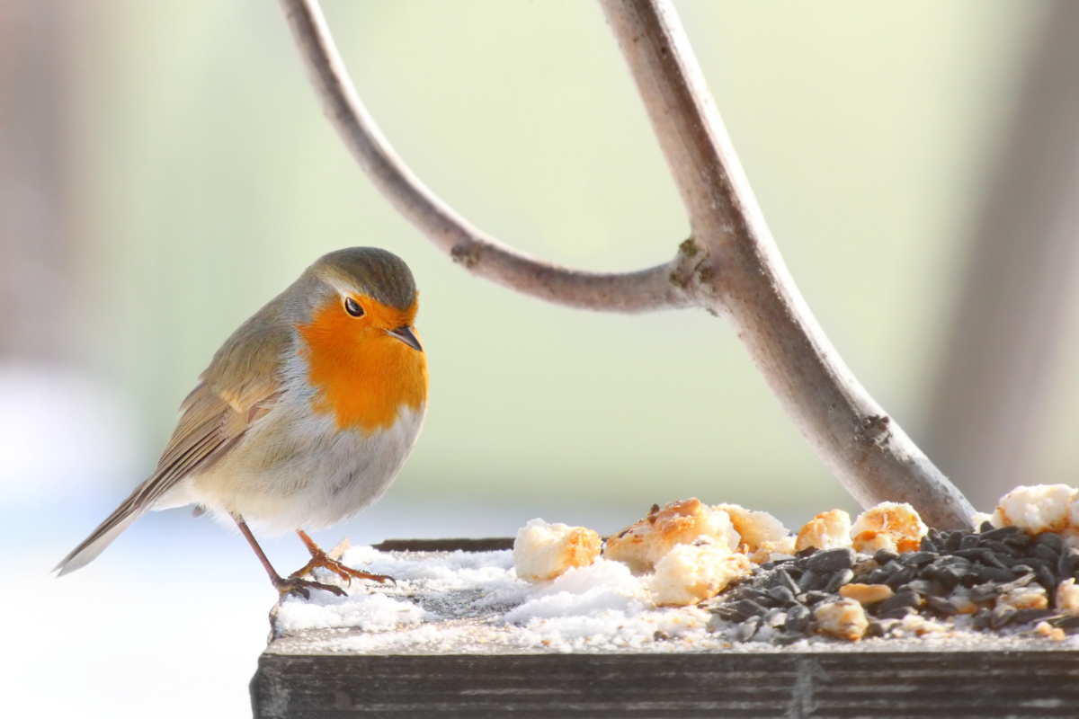 A bird sits eating bird seed in a winter scene.