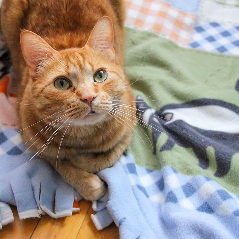 A cat is sitting on fleece.