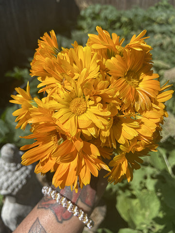 The Medicinal Uses and Health Benefits of Calendula Flower – WishGarden  Herbs