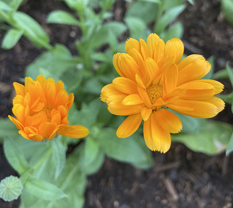 Calendula Benefits and Uses - New and Old - GardensAll - REMEDIES