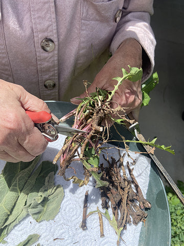 Cutting Dandelion Roots