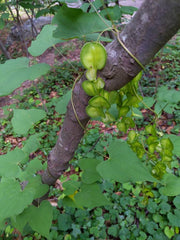 Wild Yam vine