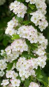 blooming hawthorn