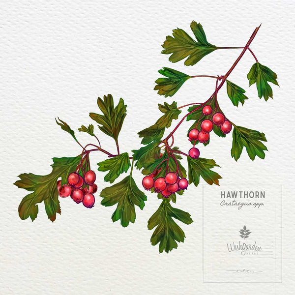 Hawthorn drawing