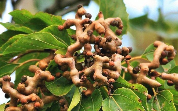 Japanese Raisin seed