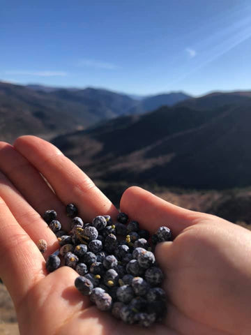 Juniper berries