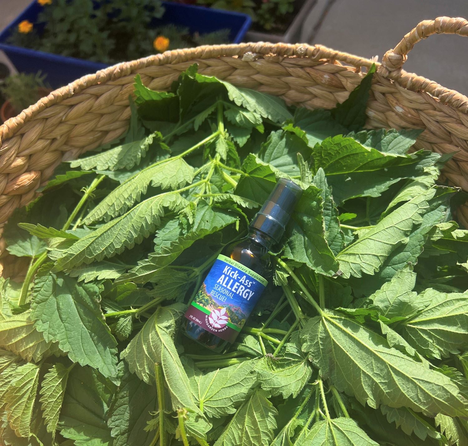 WishGarden Herbs Kick-Ass Allergy in basket of Nettles