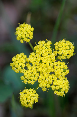 Lomatium