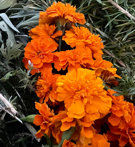 marigold