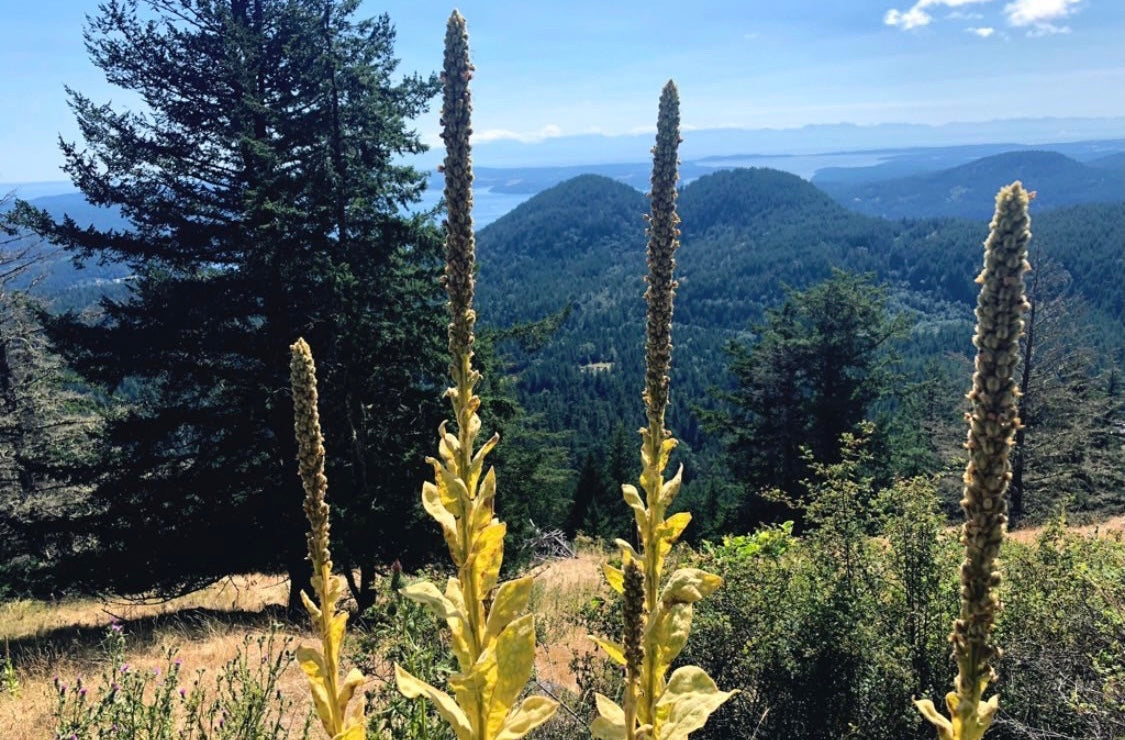 Mullein