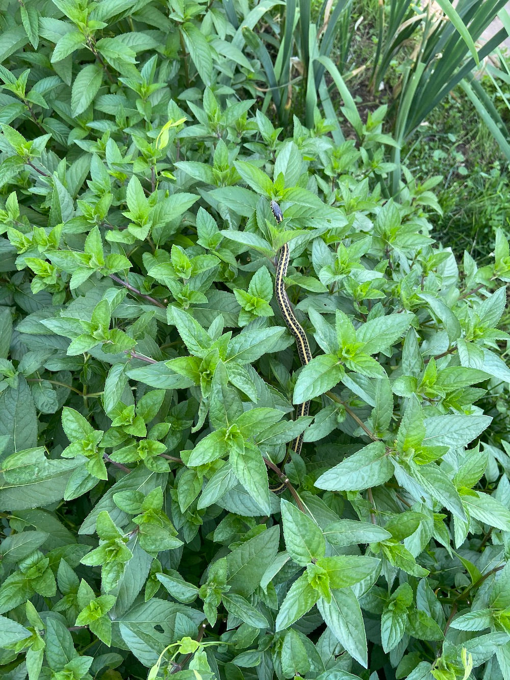 Snake in Peppermint Patch