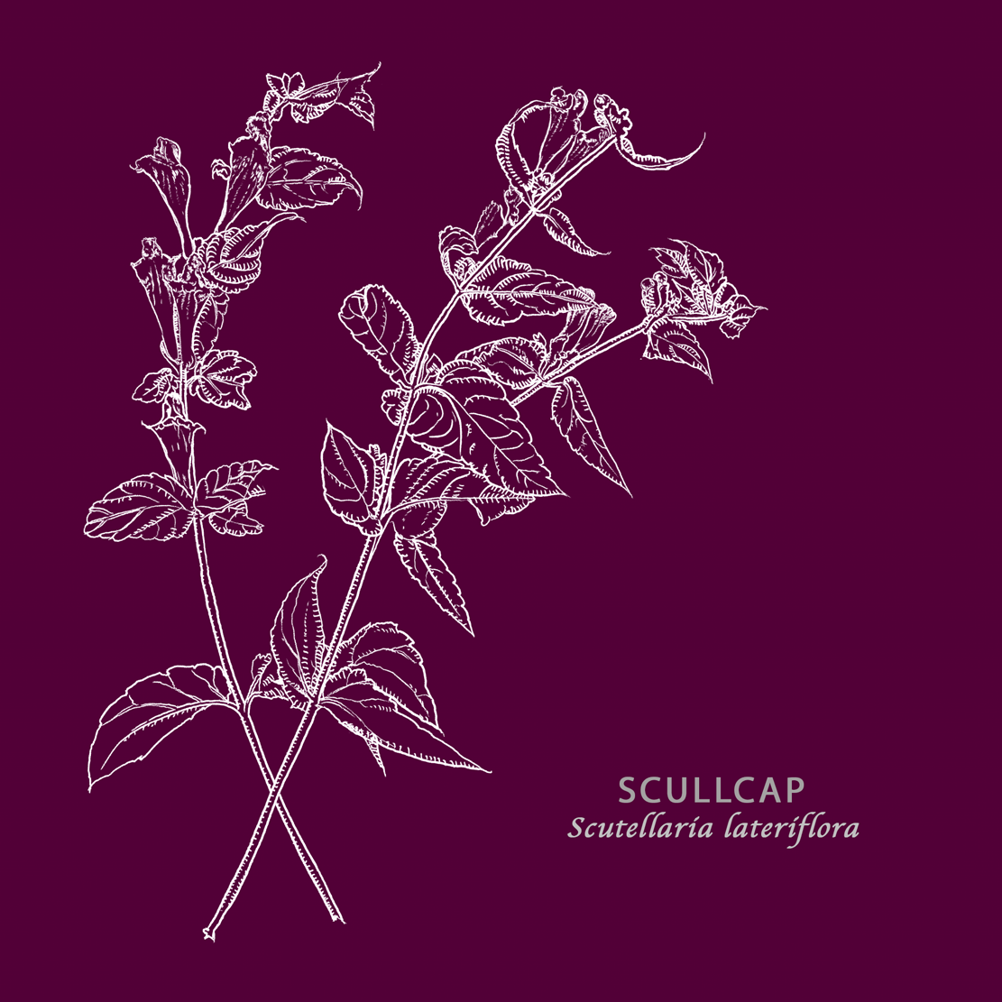 Scullcap